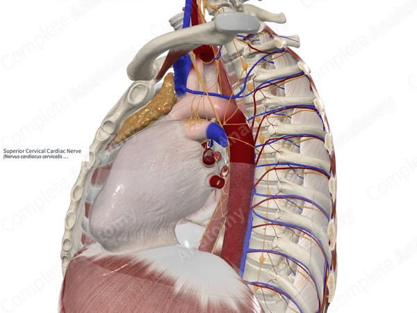 Superior Cervical Cardiac Nerve