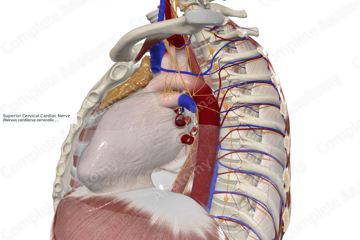 Superior Cervical Cardiac Nerve 