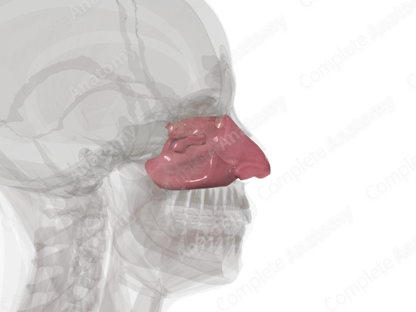 Nasal Cavity