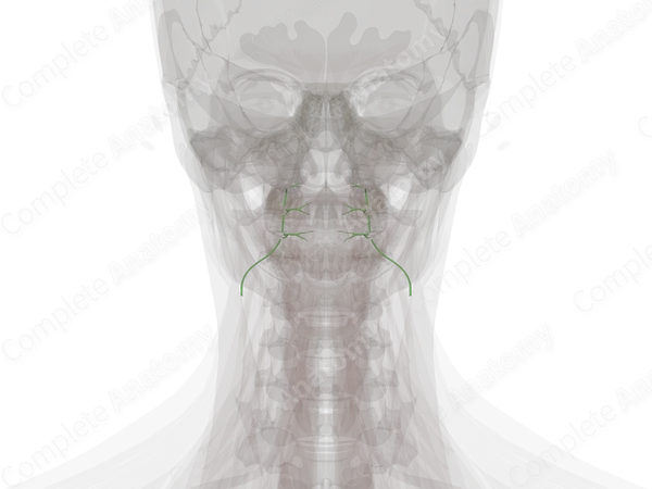 Retropharyngeal Lymph Vessels