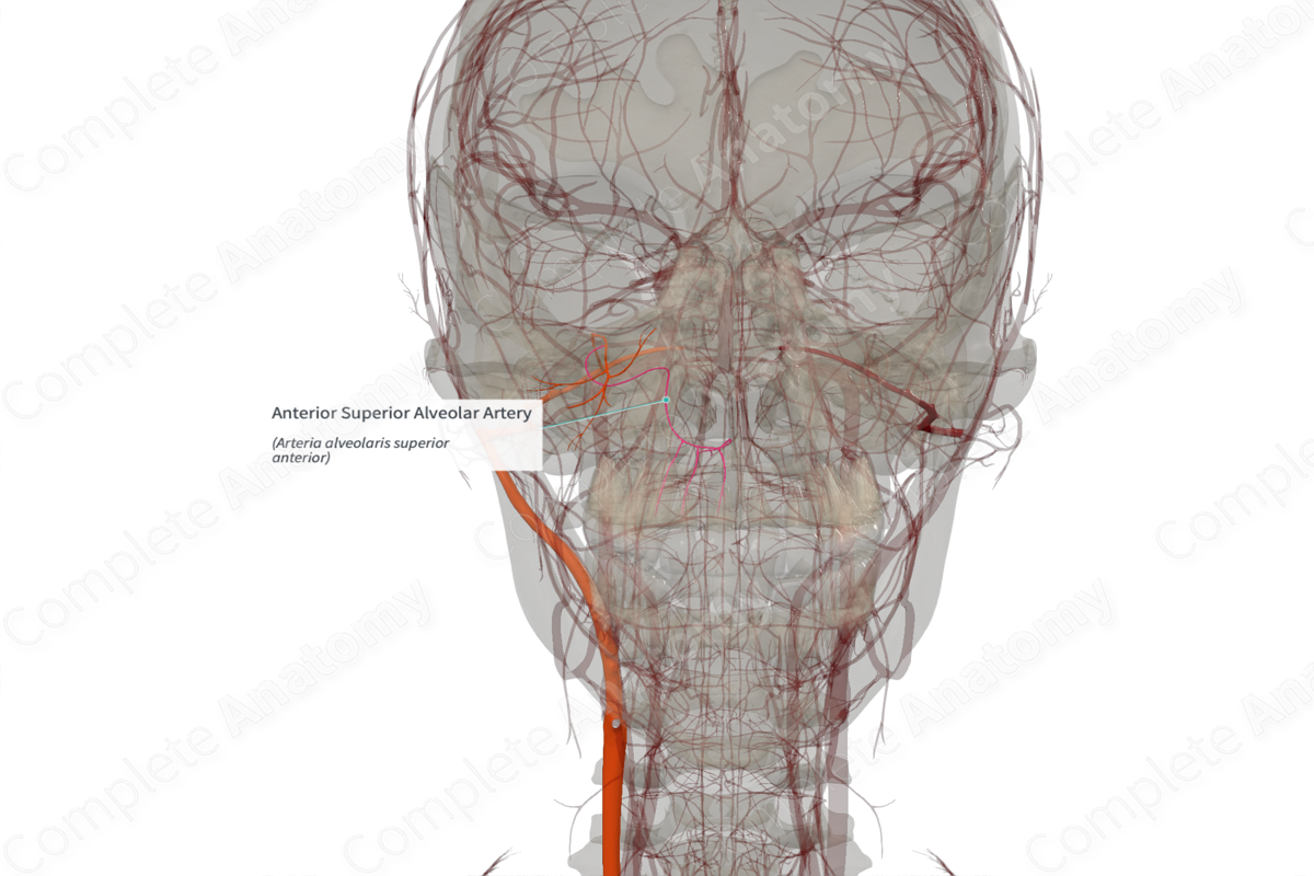 Anterior Superior Alveolar Artery (Right)