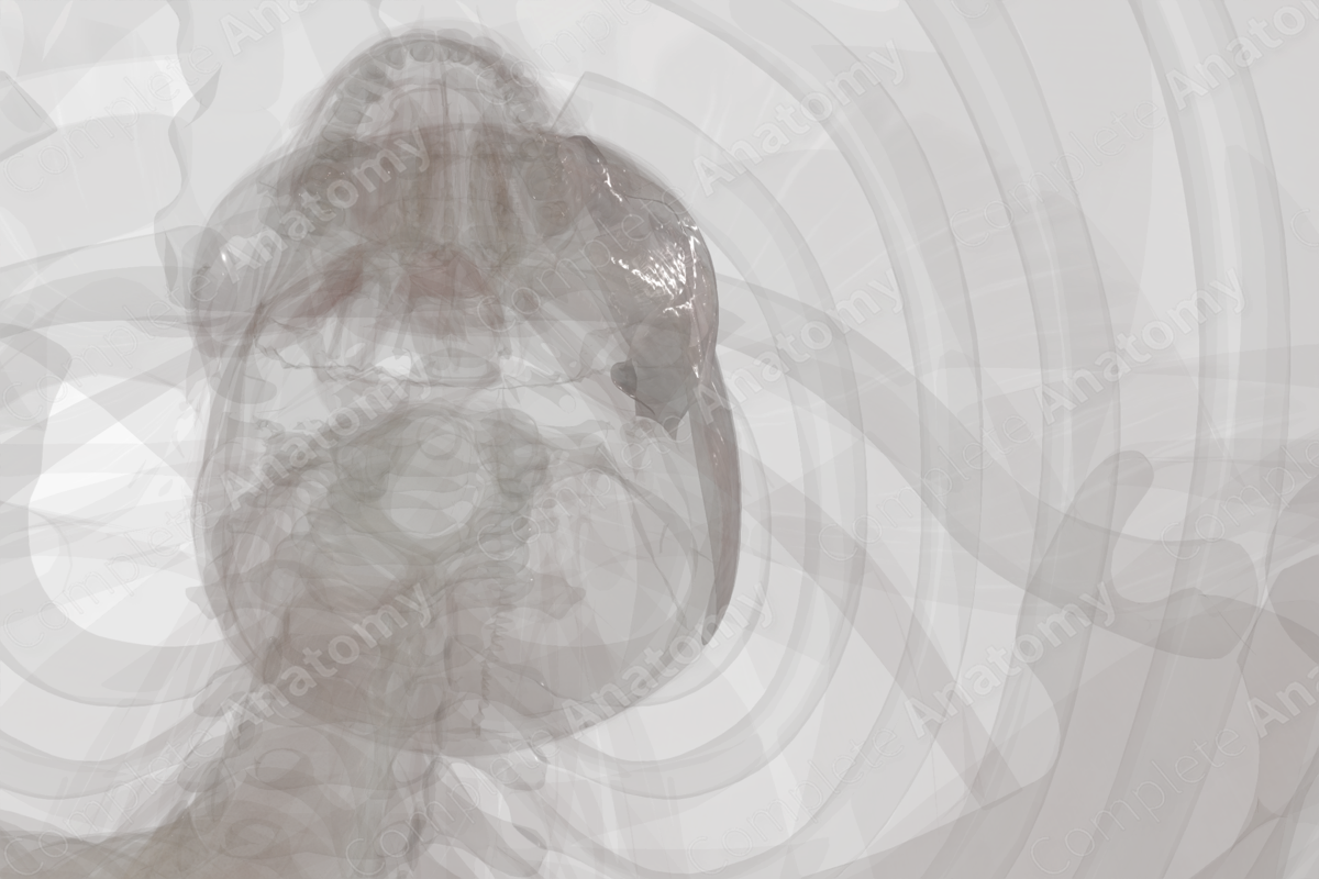 Deep Fascia of Head (Left)
