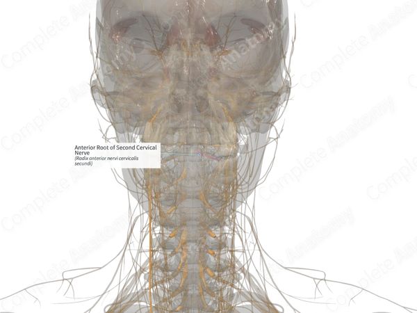 Anterior Root of Second Cervical Nerve (Right)