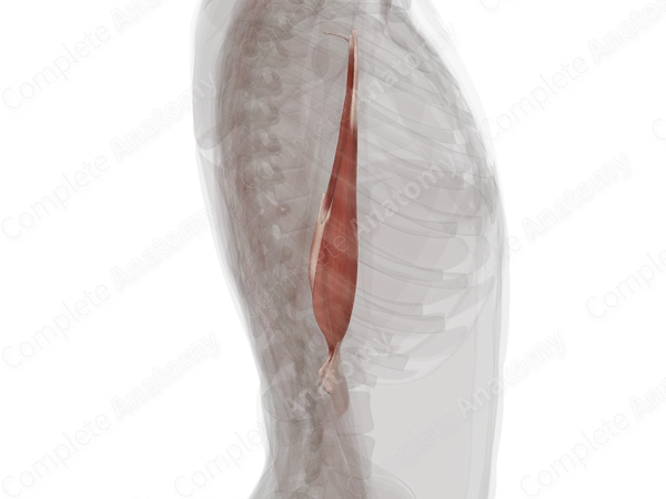 Anterior Compartment of Arm (Left)