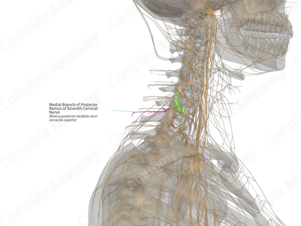 Medial Branch of Posterior Ramus of Seventh Cervical Nerve (Left)