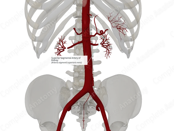 Superior Segmental Artery of Kidney 