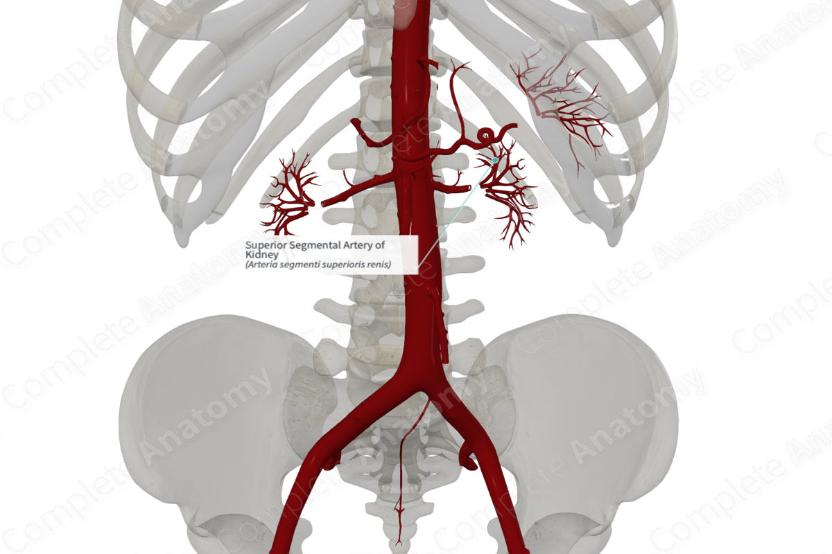 Superior Segmental Artery of Kidney 