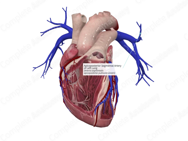 Apicoposterior Segmental Artery of Left Lung