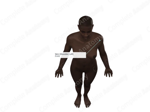 Skin (Shoulder; Left)