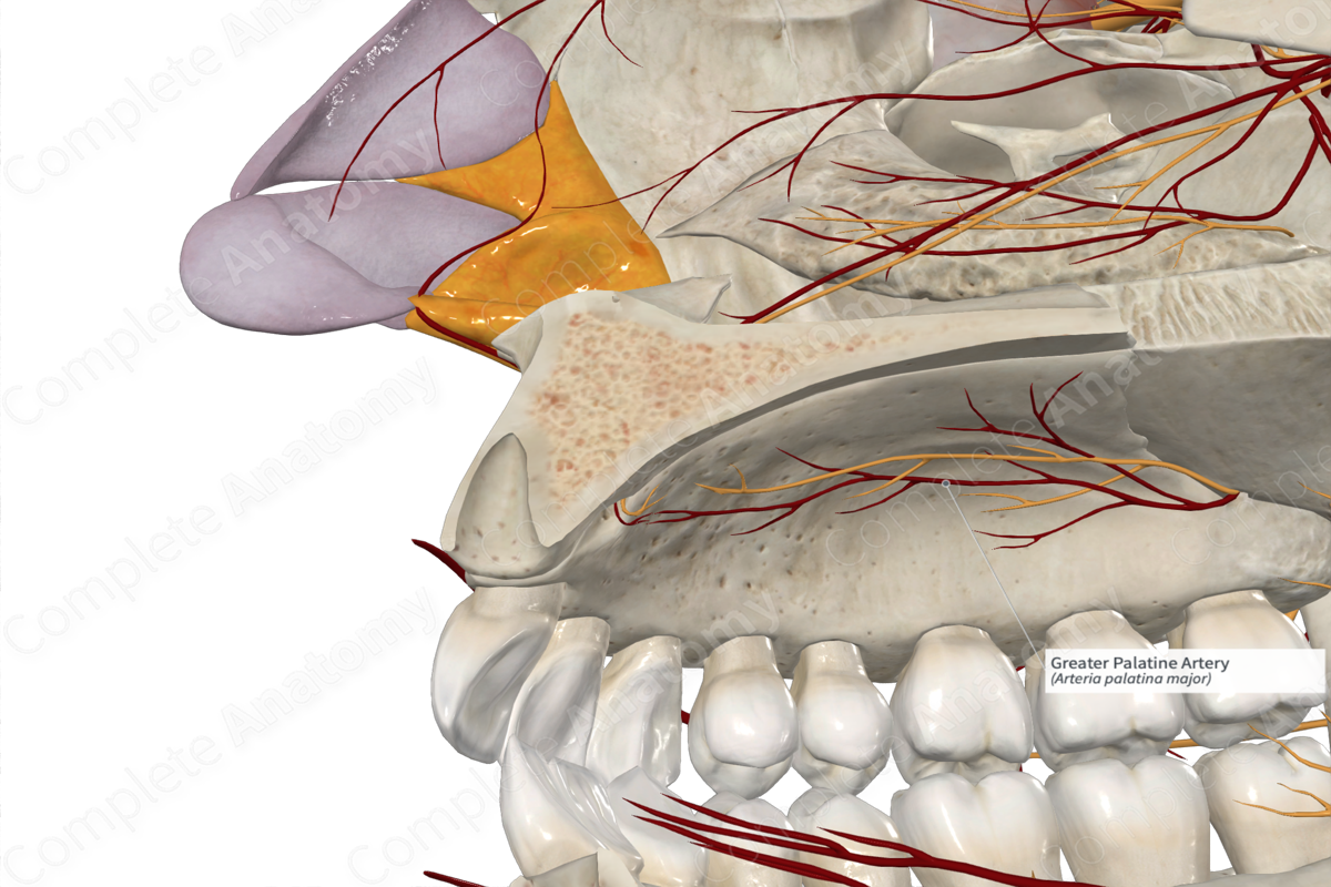 Greater Palatine Artery Complete Anatomy 5734