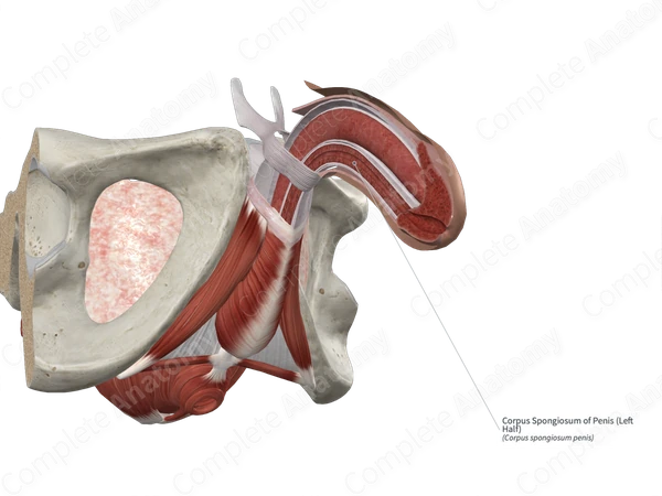 Corpus Spongiosum of Penis (Left Half)