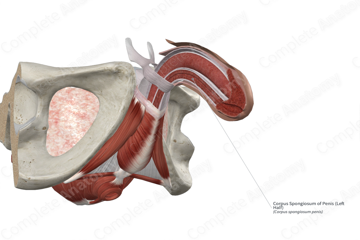 Corpus Spongiosum of Penis (Left Half)