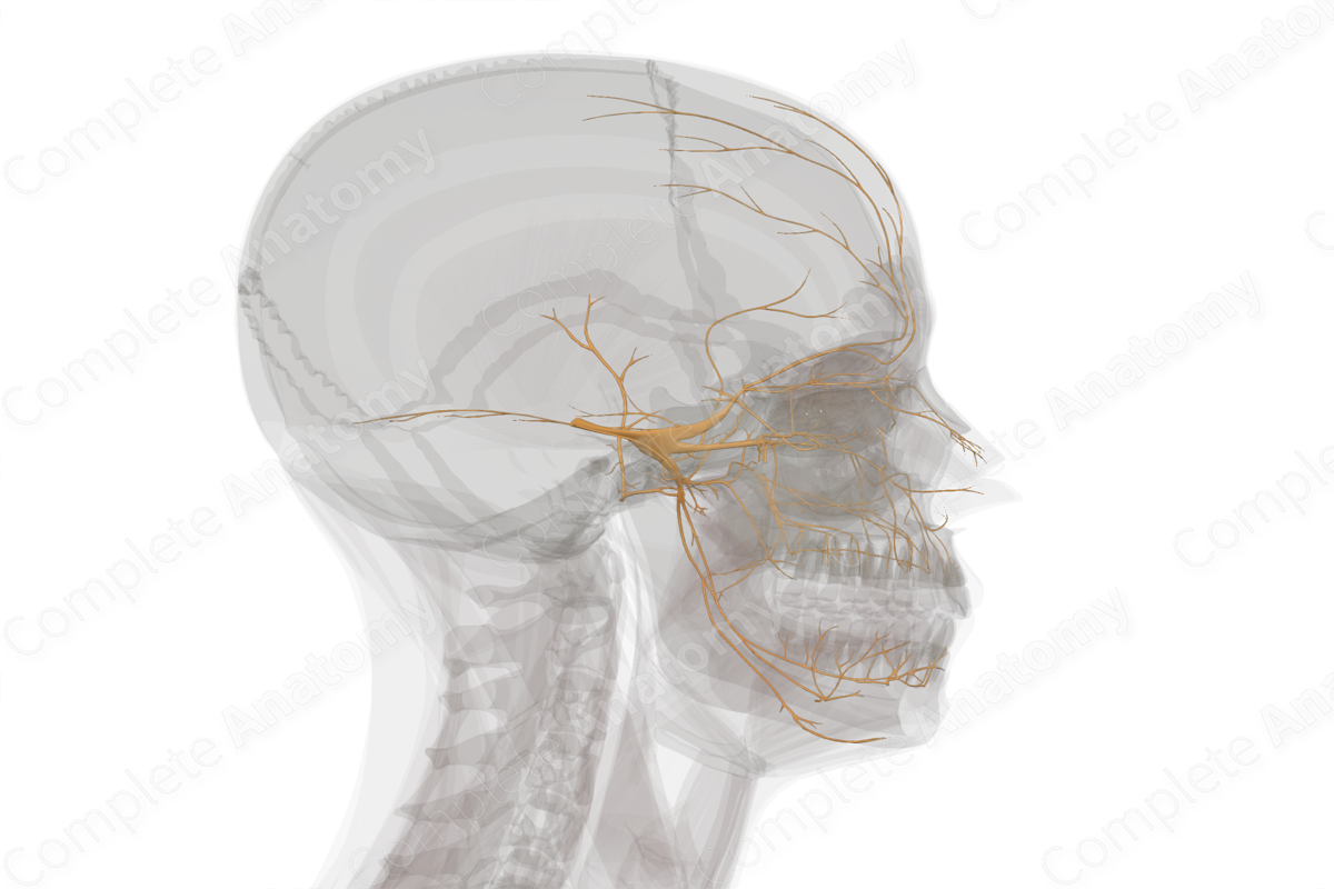 Trigeminal Nerve (Left)