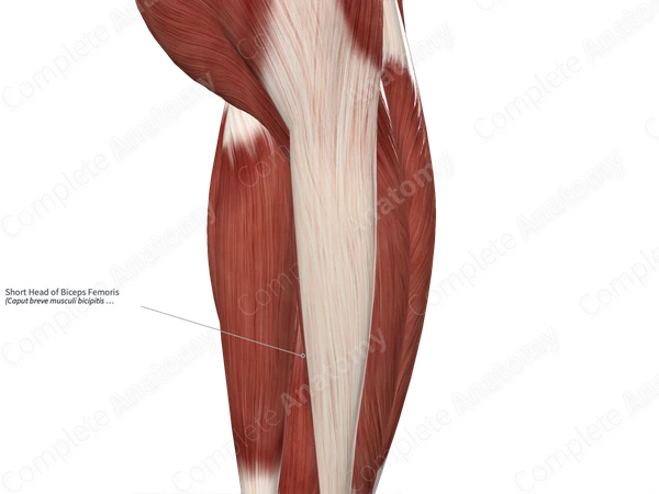 Short Head of Biceps Femoris
