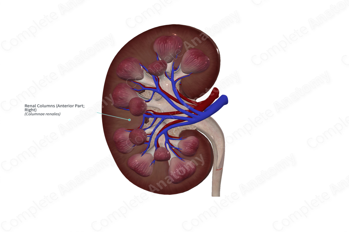 Renal Columns (Anterior Part; Left) | Complete Anatomy