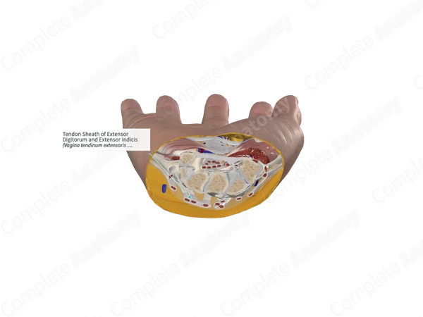 Tendon Sheath of Extensor Digitorum and Extensor Indicis