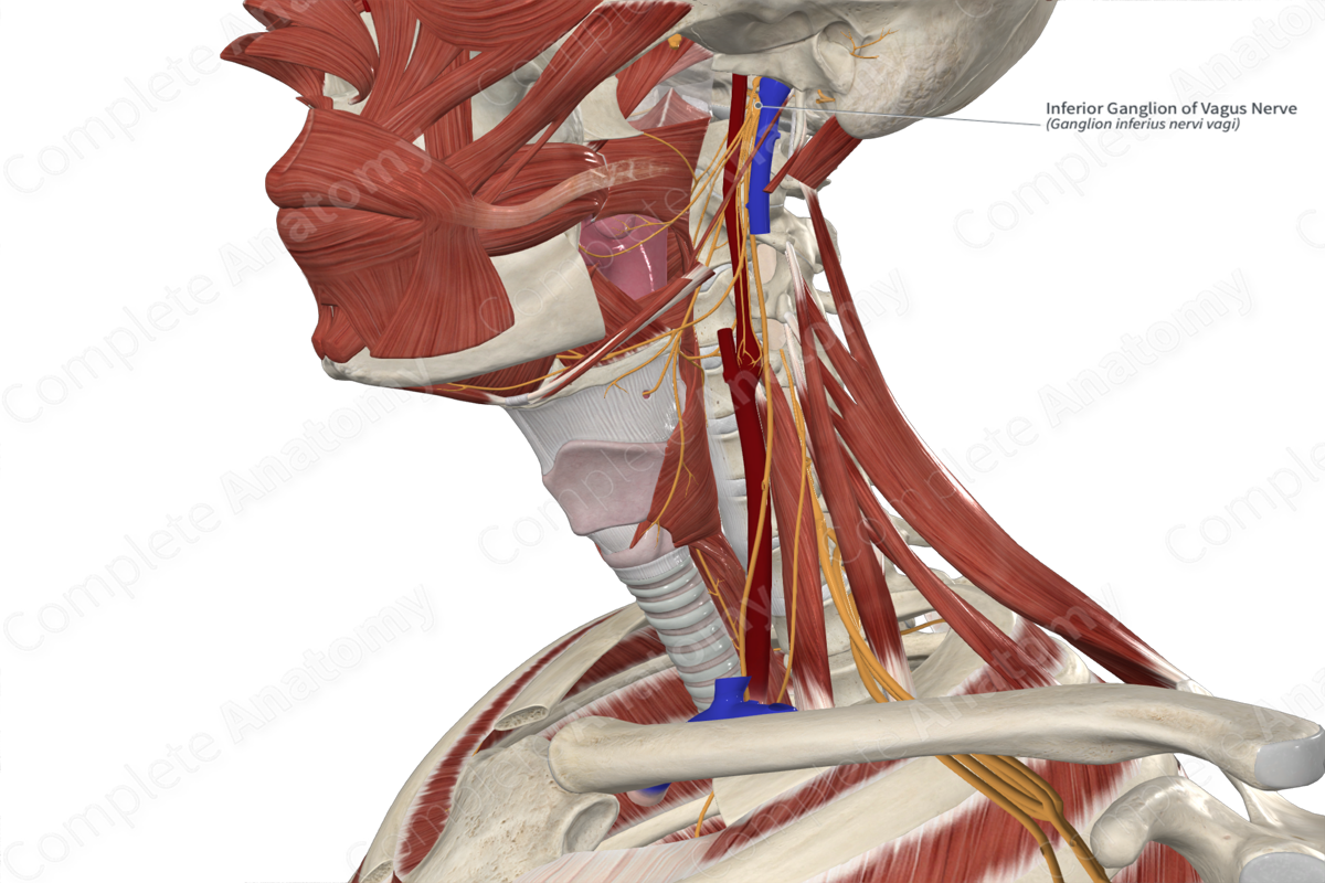 Inferior Ganglion of Vagus Nerve | Complete Anatomy