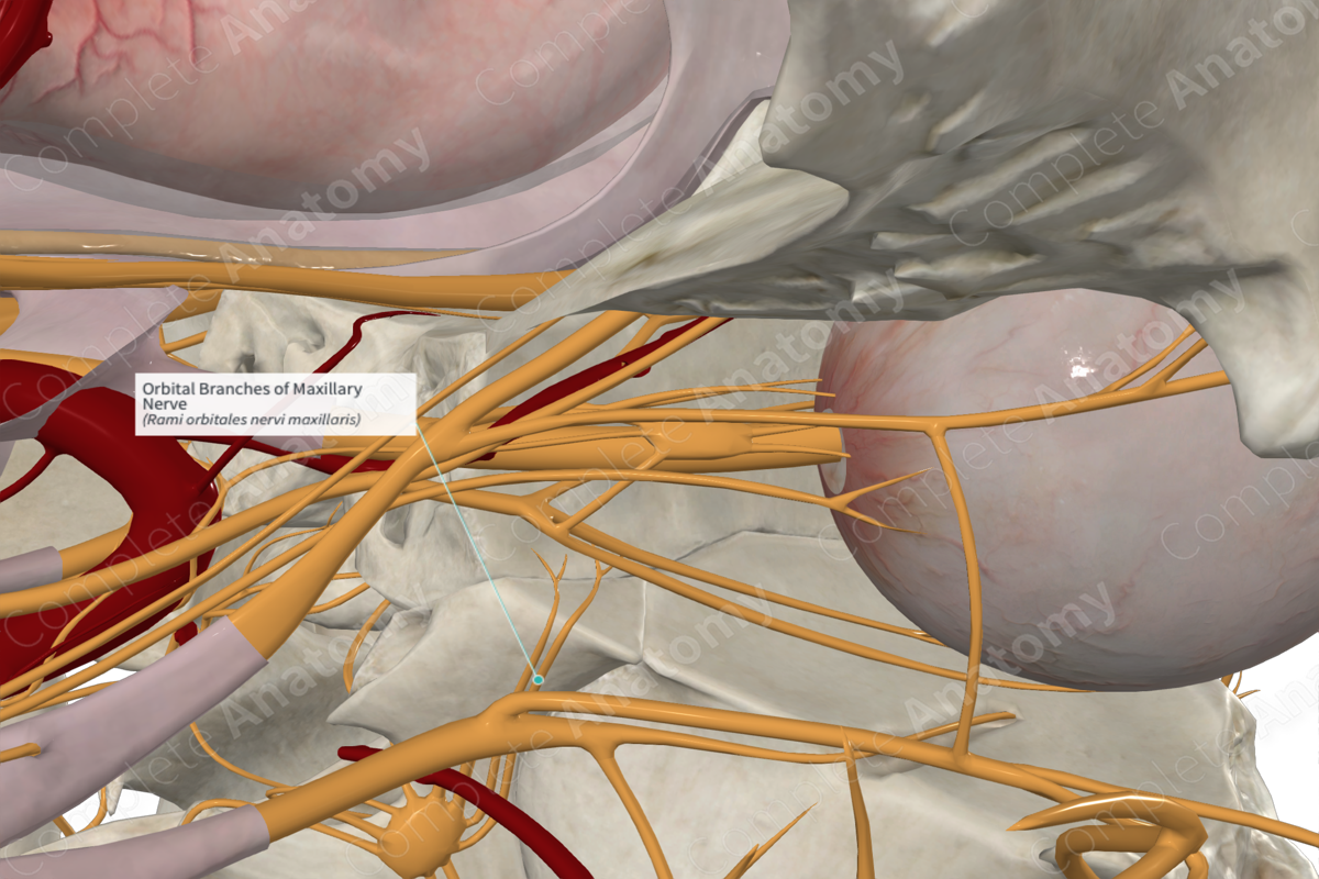Orbital Branches of Maxillary Nerve 