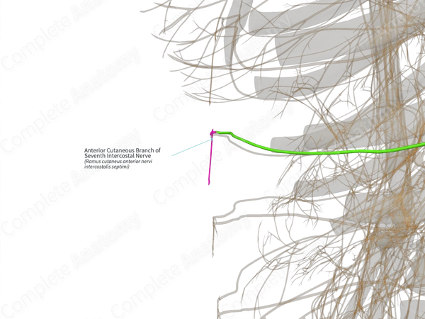 Anterior Cutaneous Branch of Seventh Intercostal Nerve (Left)