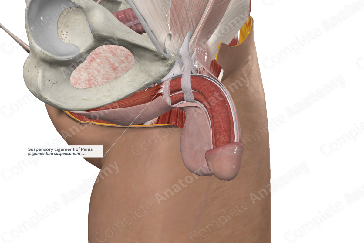 Suspensory Ligament of Penis | Complete Anatomy