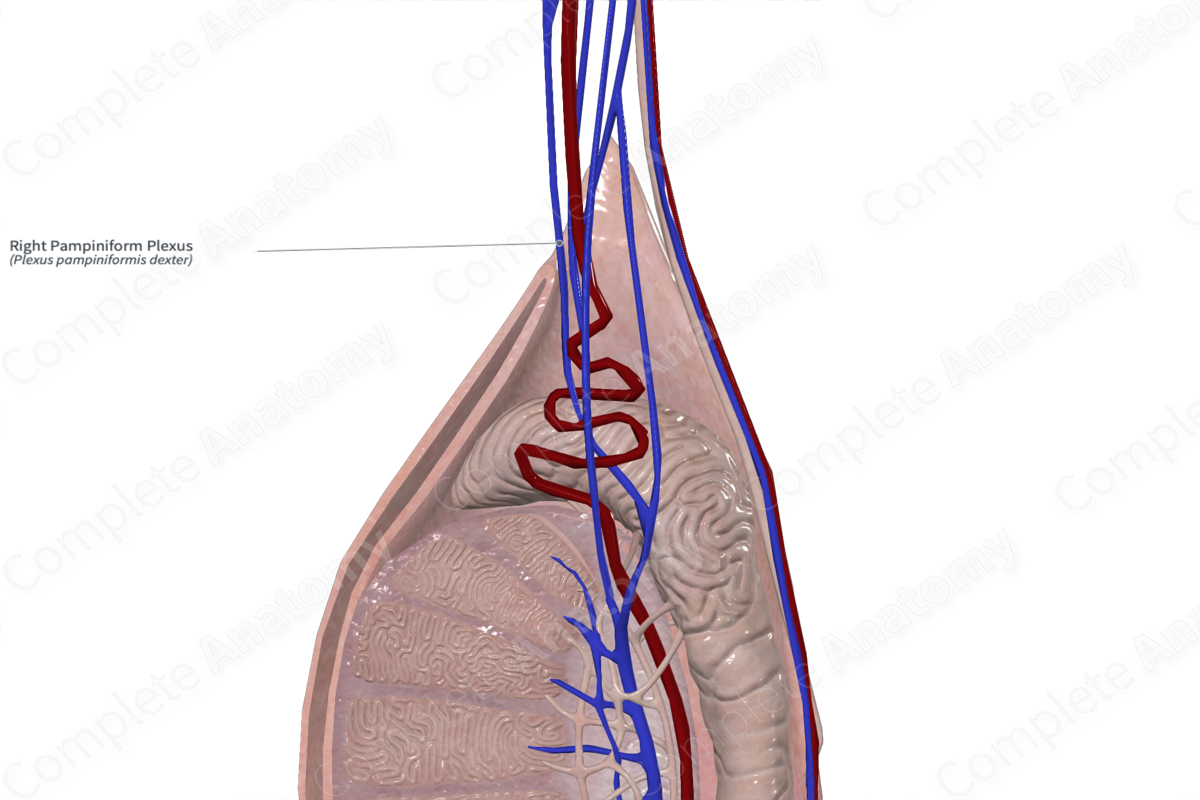 Right Pampiniform Plexus