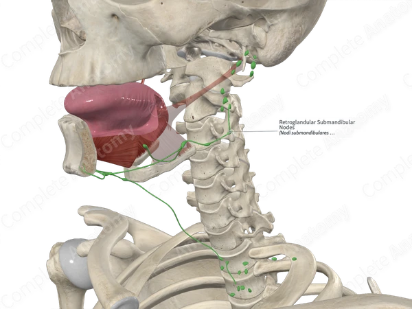 Retroglandular Submandibular Nodes 