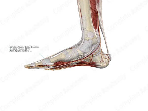 Common Plantar Digital Branches of Medial Plantar Nerve