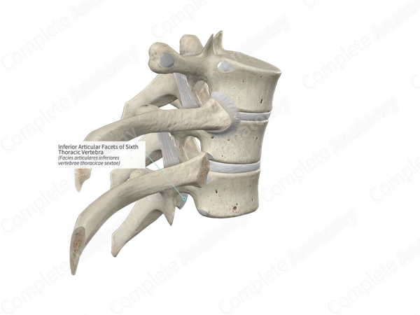Inferior Articular Facets of Sixth Thoracic Vertebra