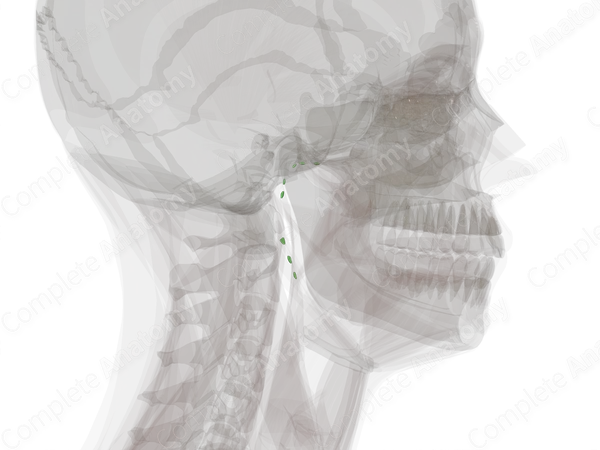 Superficial Parotid Nodes (Left)