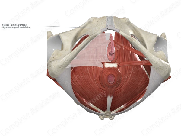 Inferior Pubic Ligament