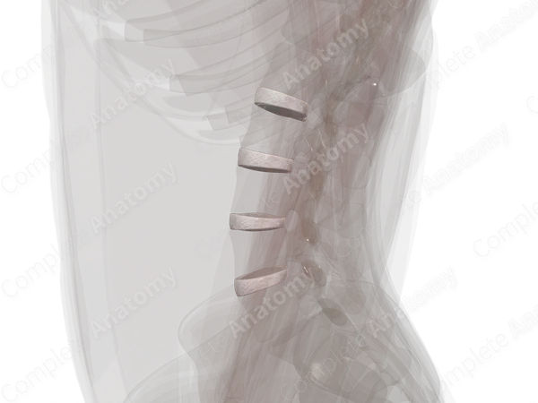 Intervertebral Symphysis (Lumbar)