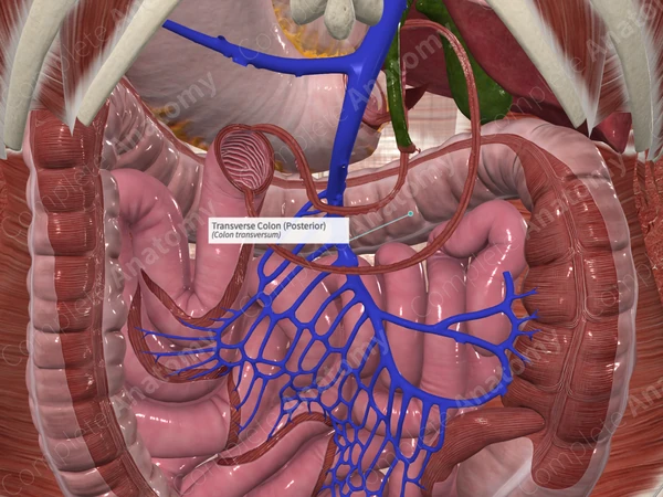Transverse Colon (Posterior)