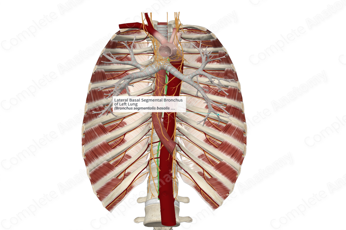 Lateral Basal Segmental Bronchus of Left Lung