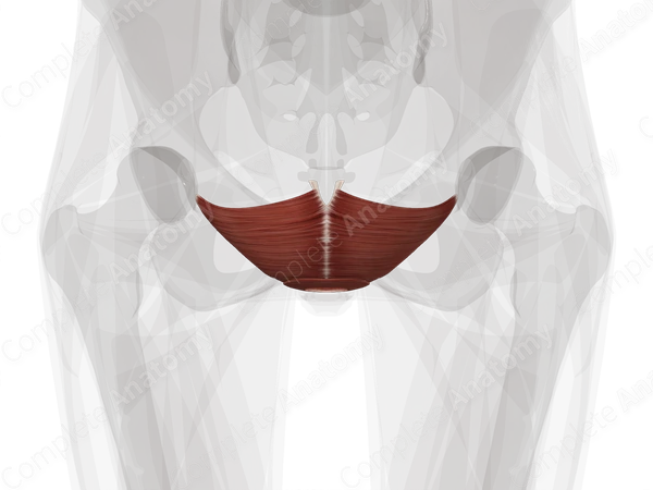 Levator Ani