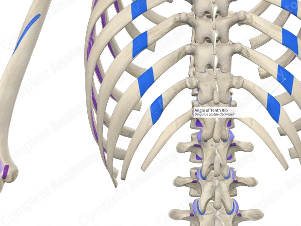 Angle of Tenth Rib Complete Anatomy