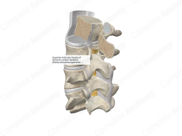 Superior Articular Facets of Second Lumbar Vertebra