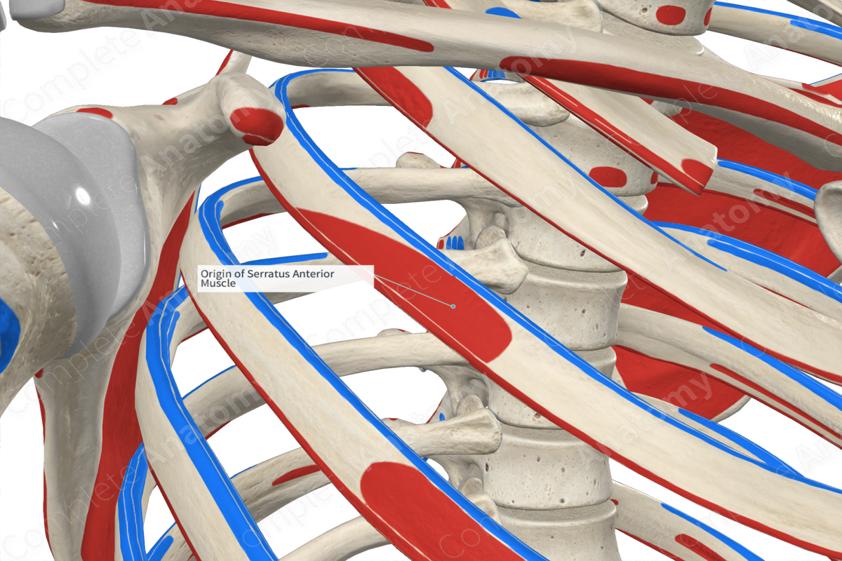 Origin Of Serratus Anterior Muscle | Complete Anatomy