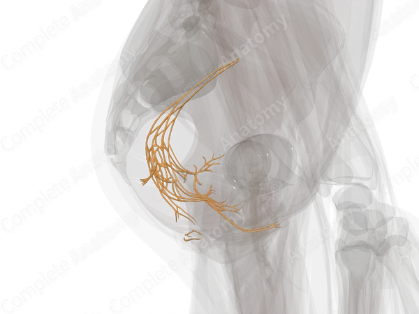 Pelvic Plexuses