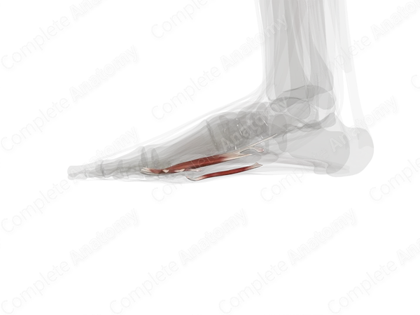 Third Layer of Muscles of Plantar Part of Foot (Left)