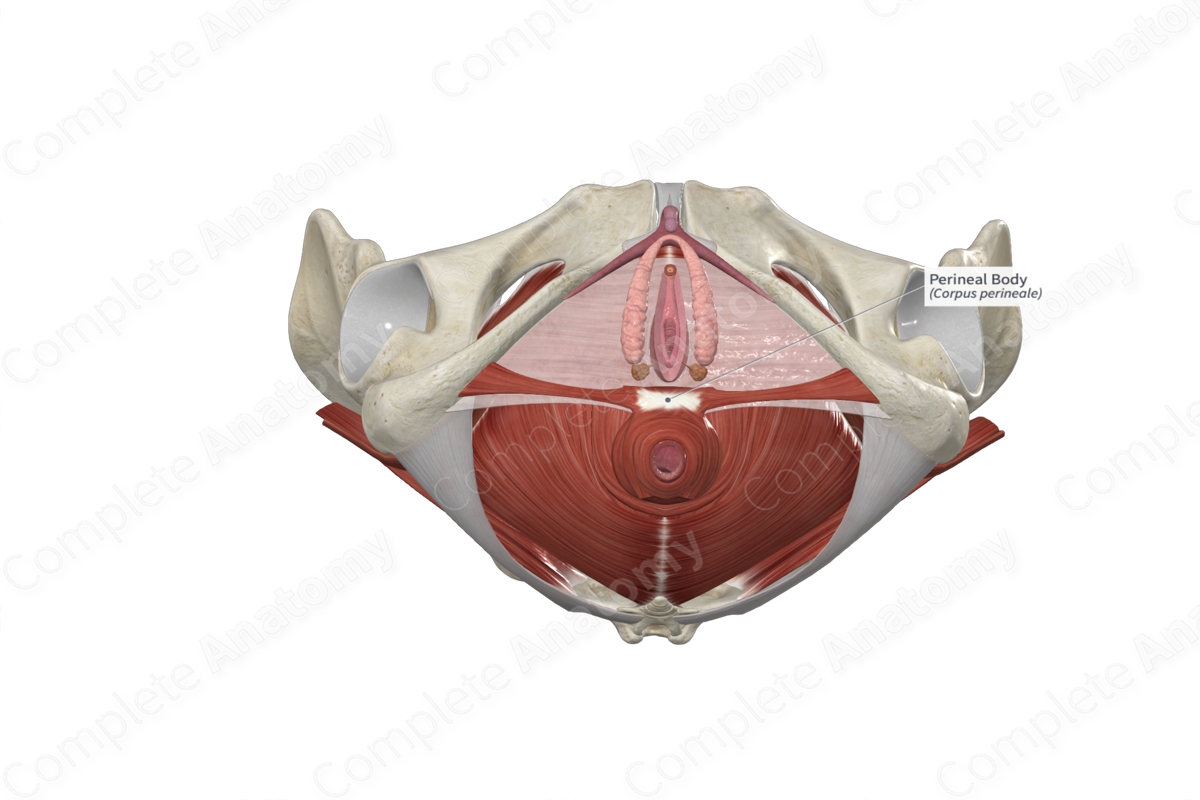 Perineal Body