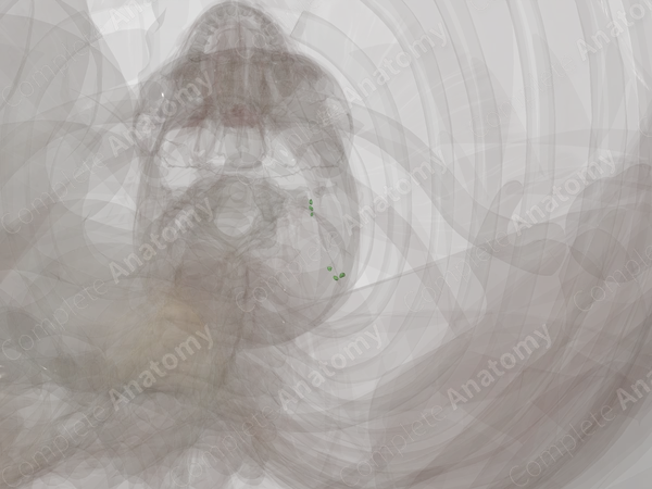 Accessory Nodes (Left)