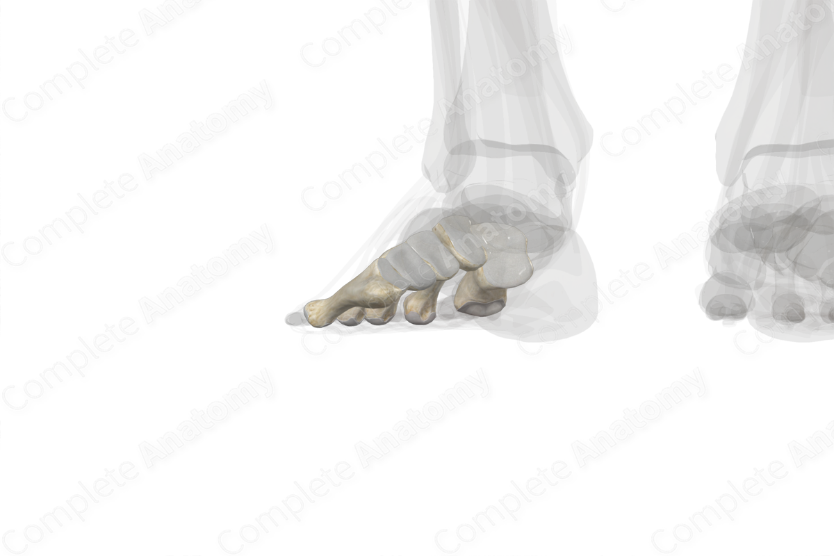 Metatarsal Bones (Left)