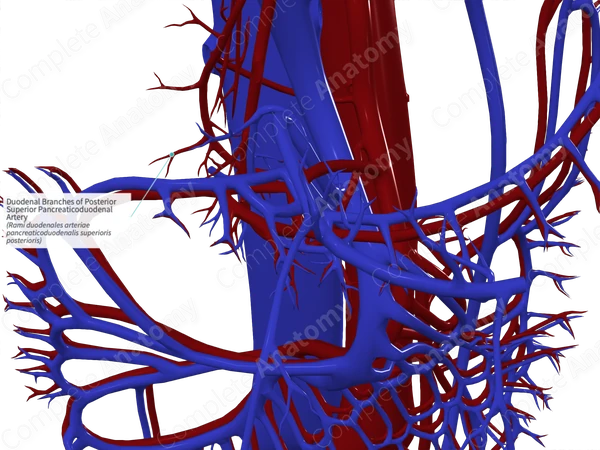 Duodenal Branches of Posterior Superior Pancreaticoduodenal Artery