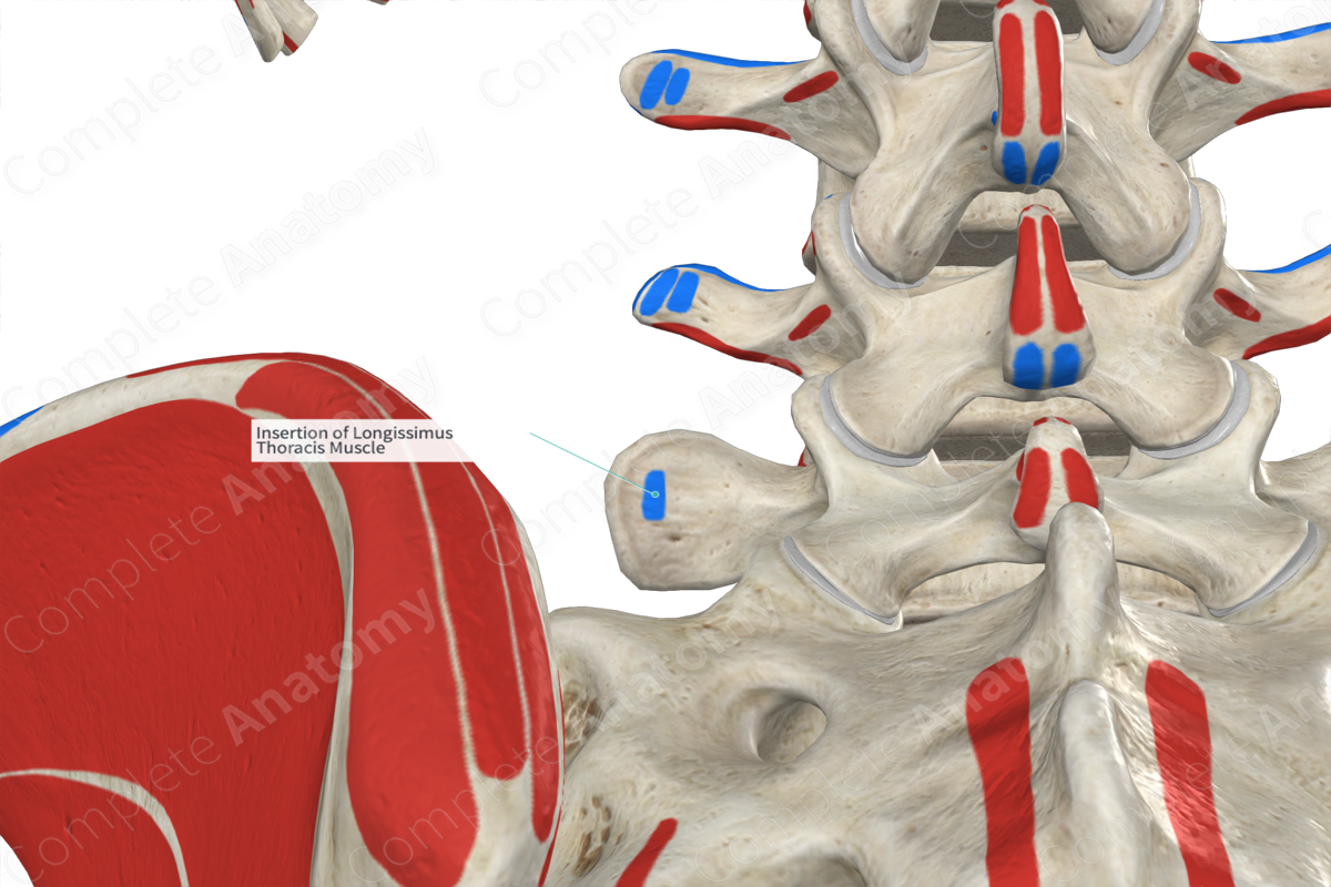 Insertion of Longissimus Thoracis Muscle