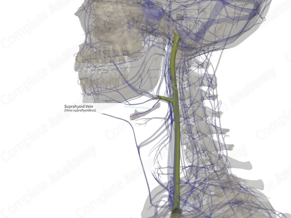 Suprahyoid Vein (Left)