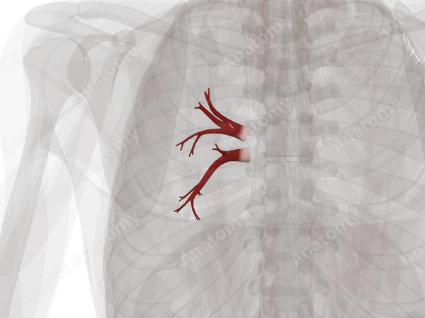 Pulmonary Veins of Left Lung