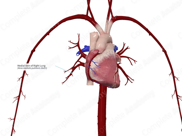 Medial Vein of Right Lung
