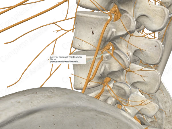Anterior Ramus of Third Lumbar Nerve 