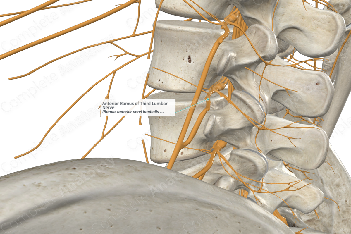Anterior Ramus of Third Lumbar Nerve 