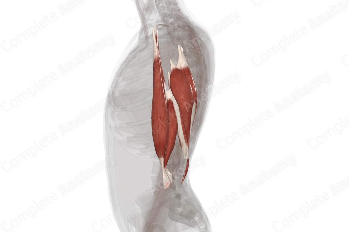 Muscles of Arm (Left)